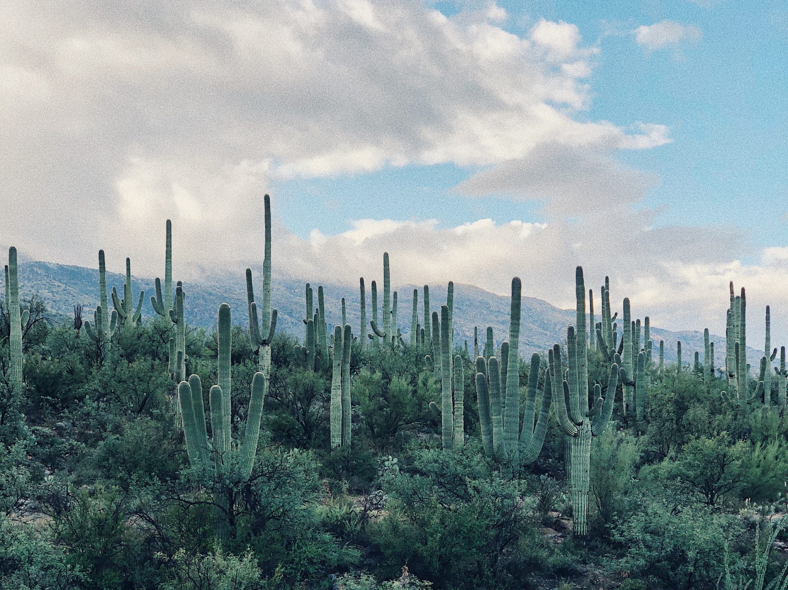 TurboTenant Report: The Best Places to Buy Rental Investment Property in Arizona