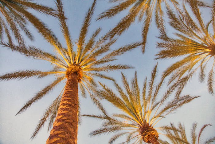 California Landlord-Tenant Law: Overview of Rights