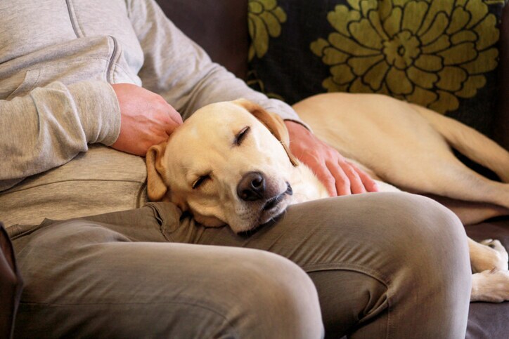 Emotional Support Animal Rental Laws
