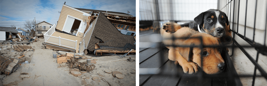 Natural Disaster & Pets Image natural disasters and pets
