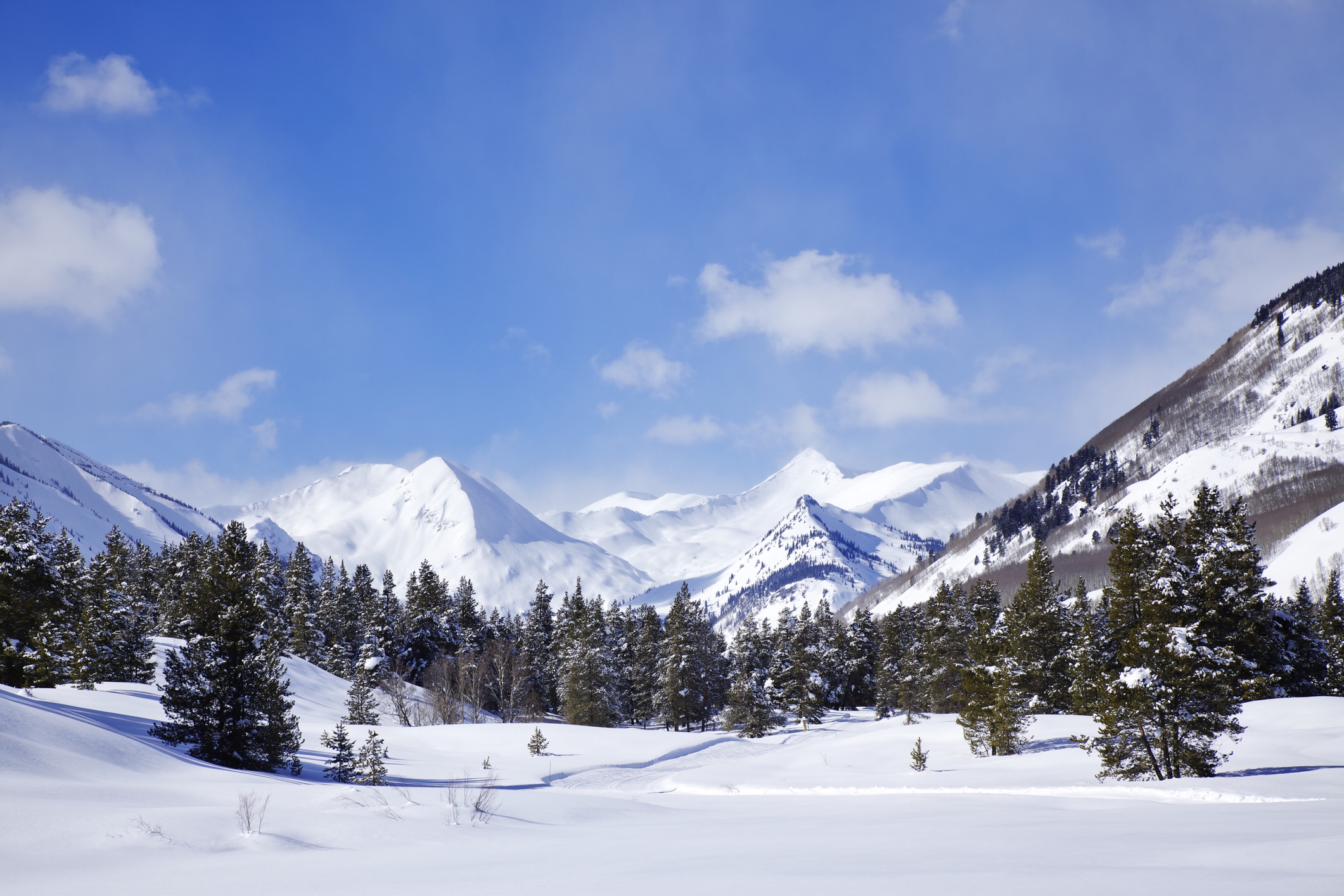 Colorado Rental Application