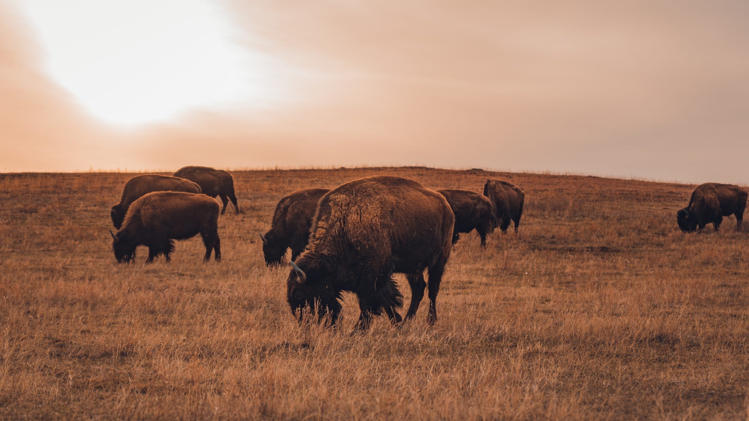 North Dakota Landlord-Tenant Law