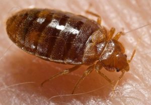 bed bug on someone's body