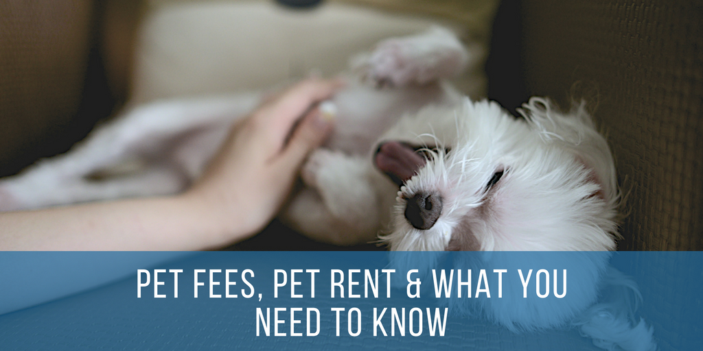 Pet Fees, Pet Rent & What You Need To Know About Pet Policies