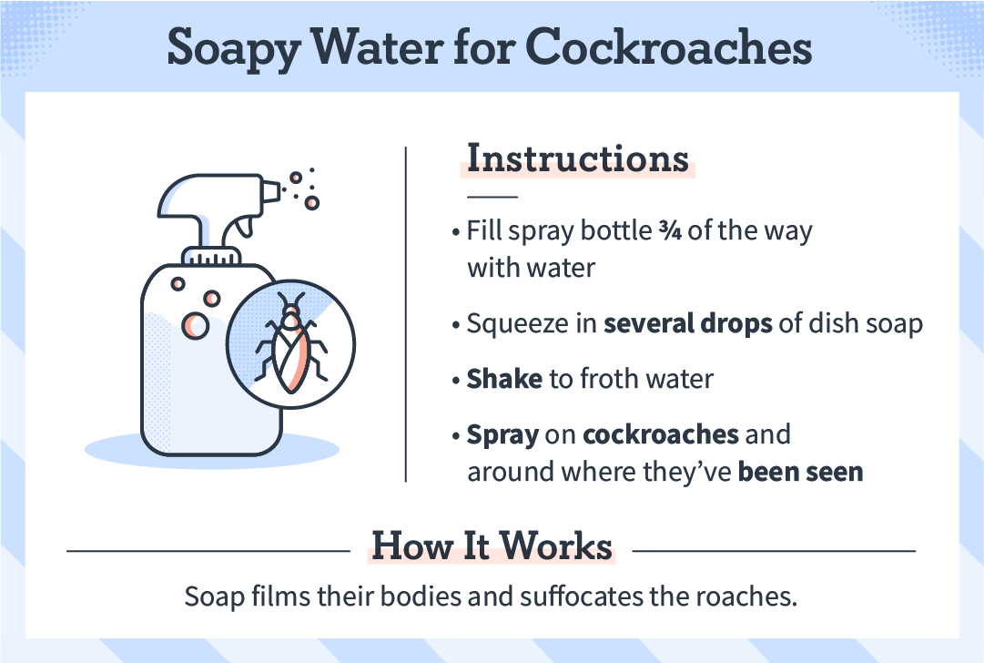 soapy_water_cockroaches