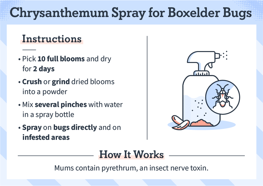 chrysanthemum_spray_boxelder_bugs