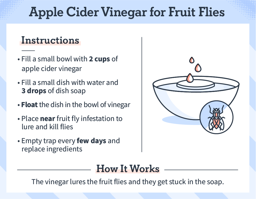 apple_cider_vinegar_fruit_flies