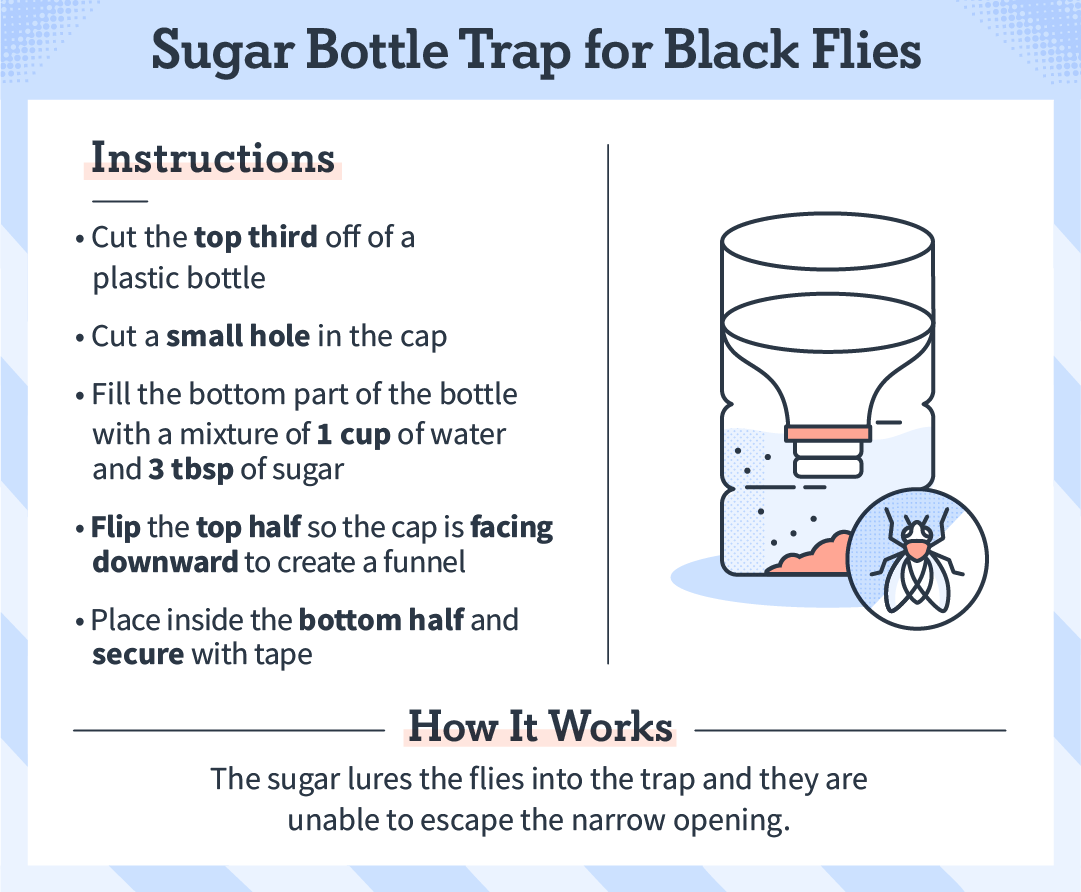 sugar_bottle_trap_black_flies