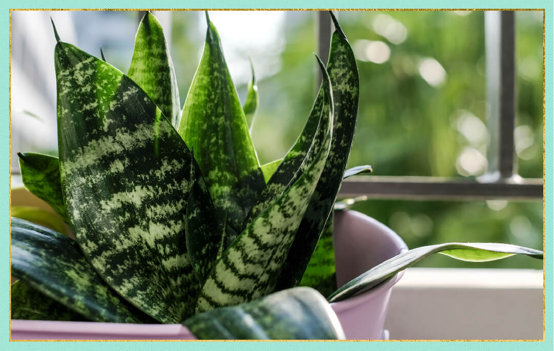 photo of snake plant indoors