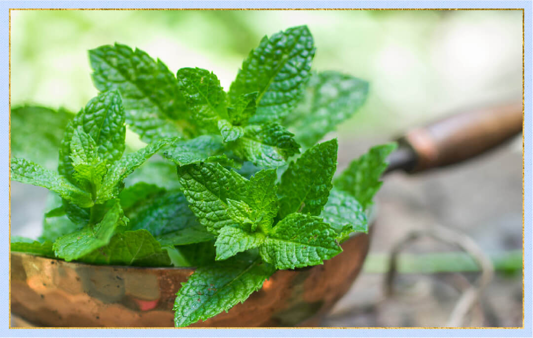 photo of peppermint plant with gold border