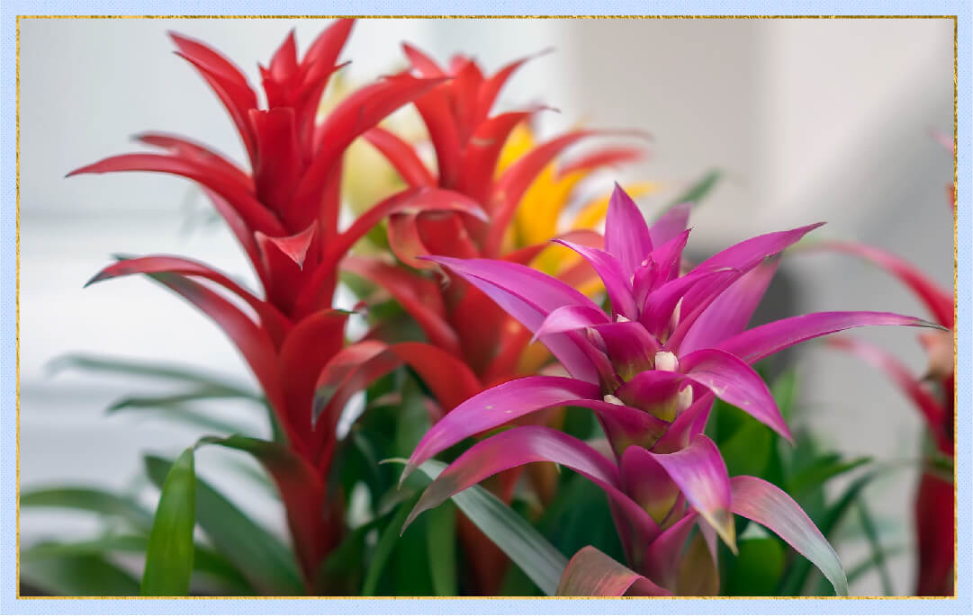 photo of colorful bromeliads indoors