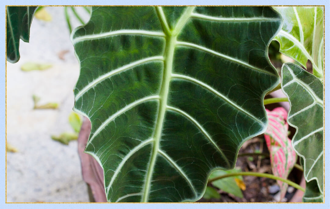 close up photo of alocasia polly leaf
