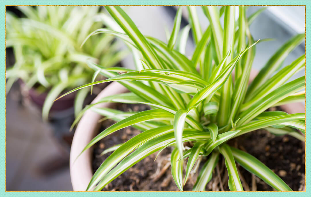 photo of indoor potted spider plant