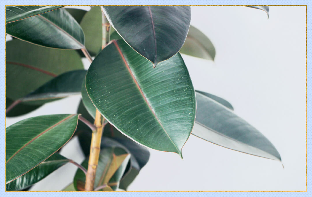 close up photo of rubber tree