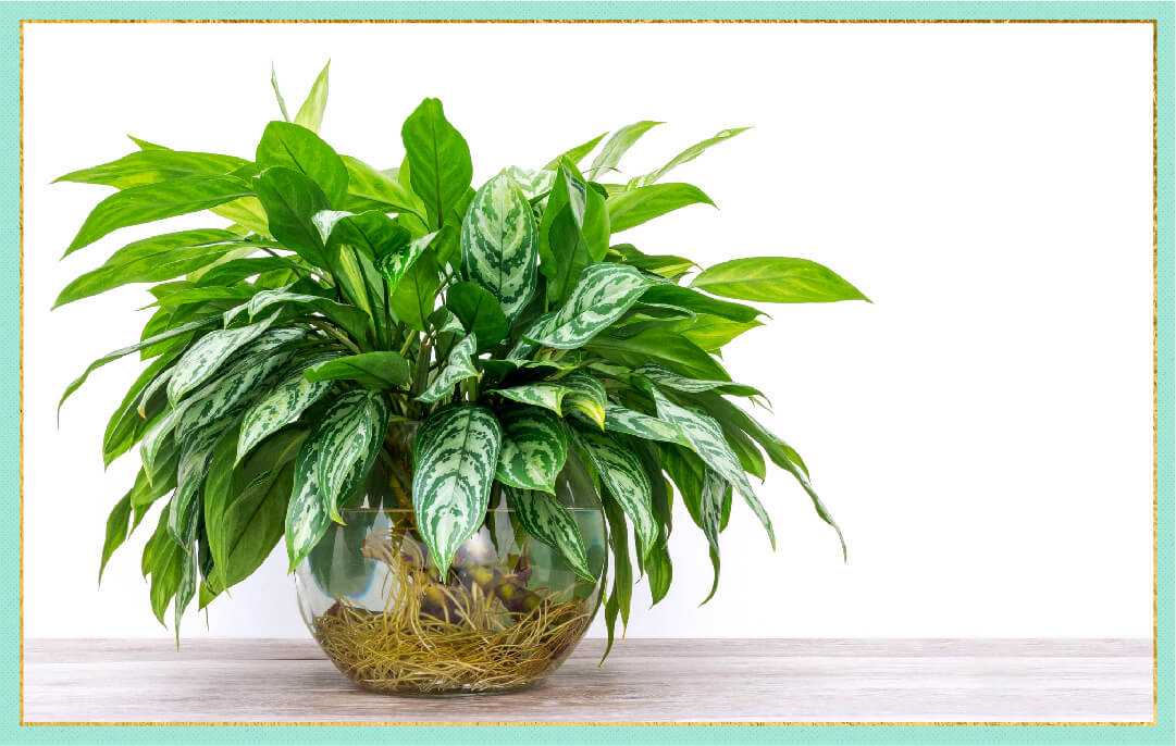 photo of chinese evergreen in brown pot