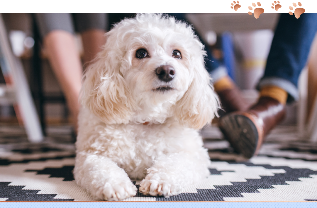 photo of bichon frise on carpet