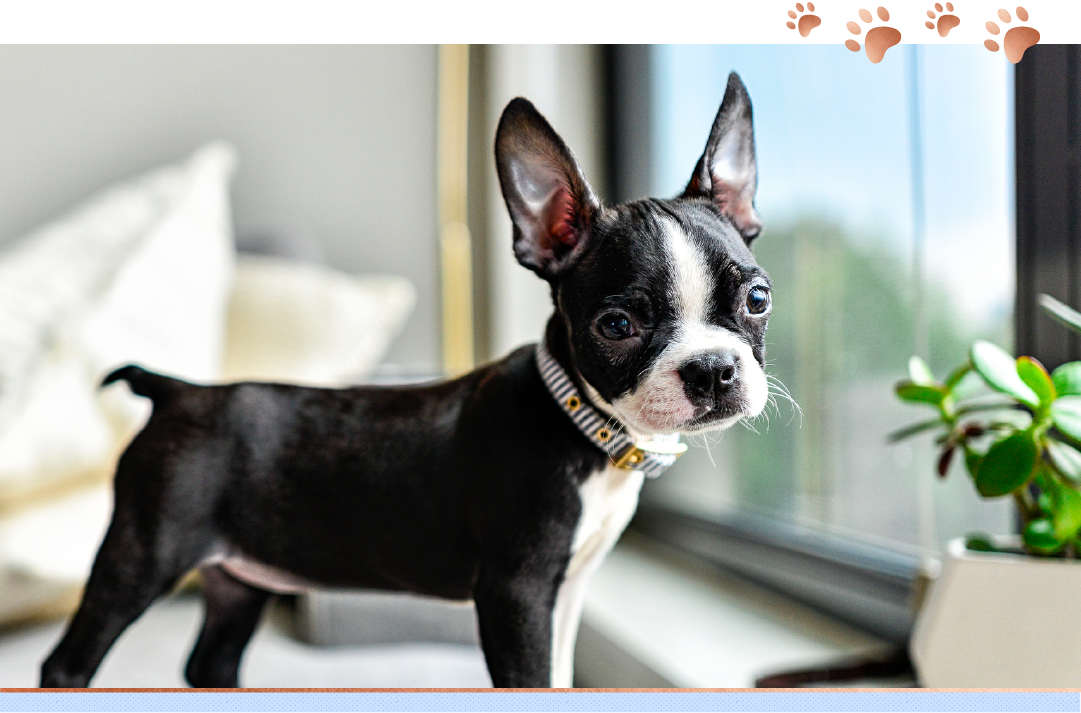 photo of boston terrier in front of window