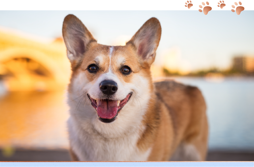 photo of corgi by a lake