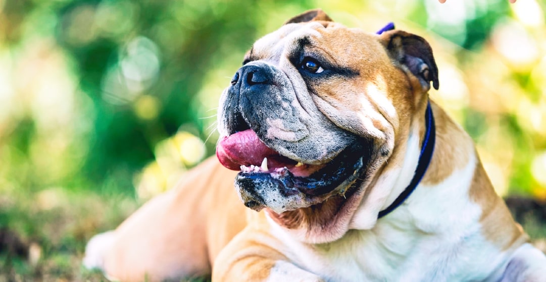 A smart pet policy can save the landlord money and help avoid legal proceedings.