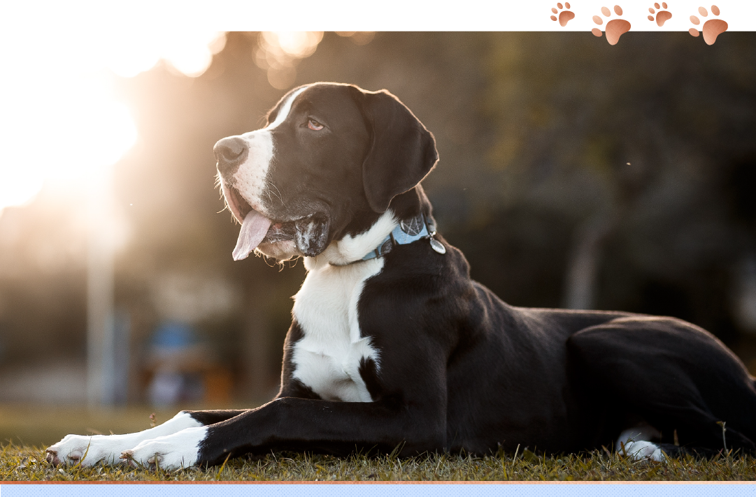 photo of great dane laying in the grass