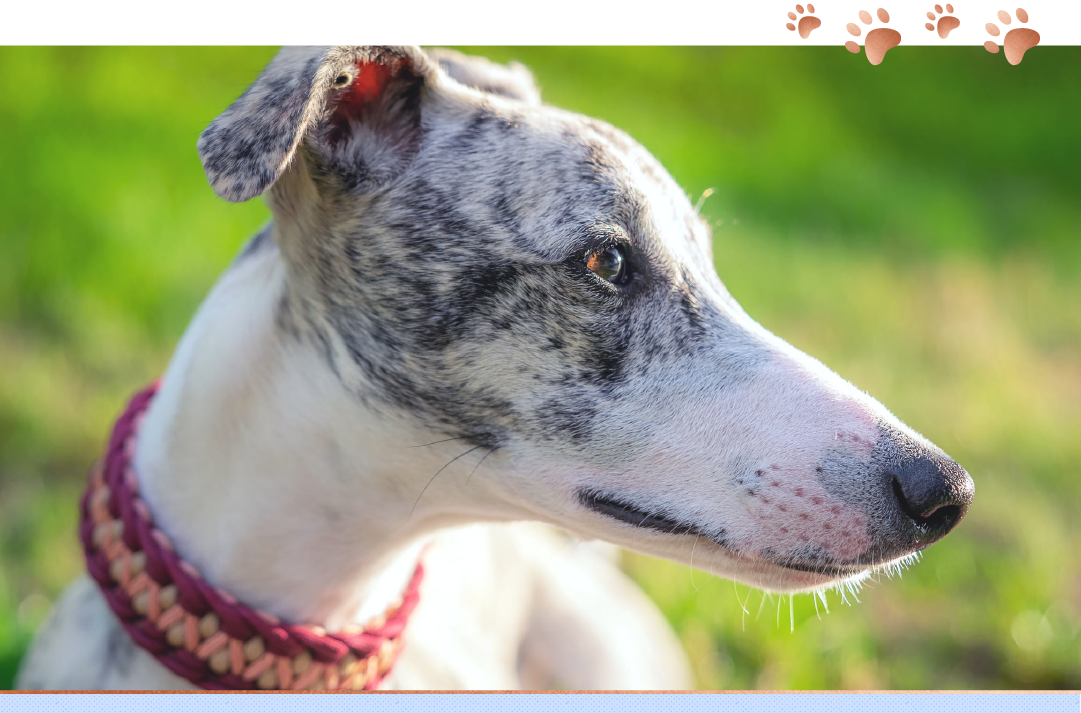 greyhound standing outside in the sun