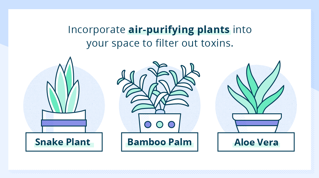 air purifying plants