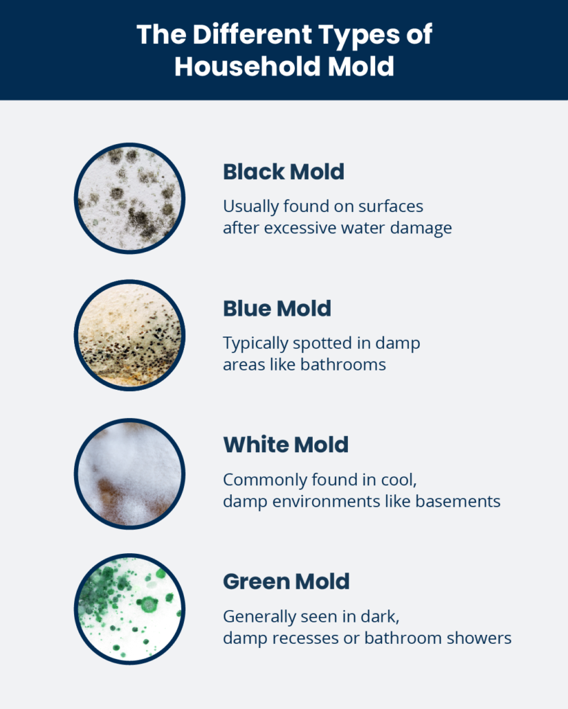 House Mold & Black Mold Identification