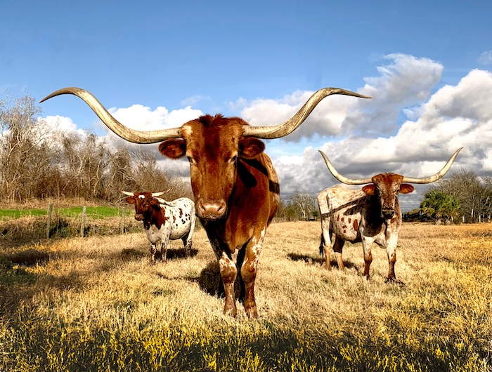 Three bulls in Texas standing in a field with clouds against the horizon