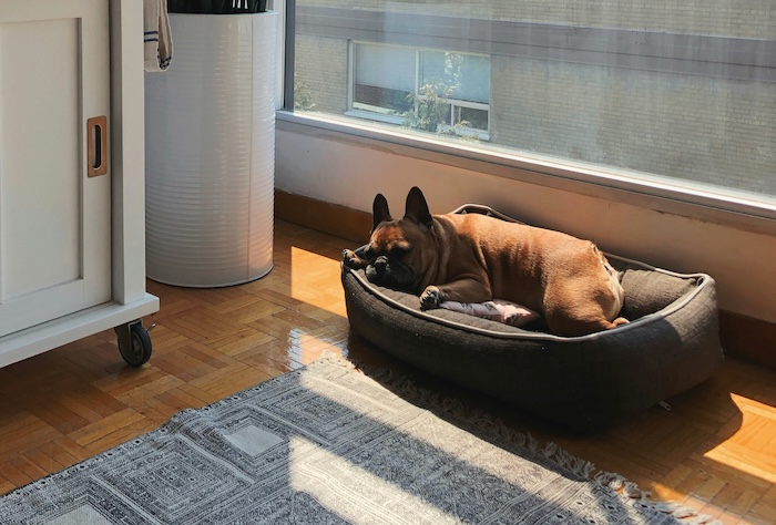 Pet dog sleeping in a sunny apartment